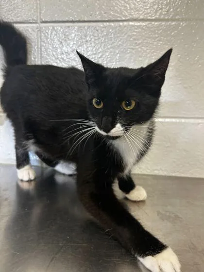 An adult small-sized female Domestic Short Hair cat named Kringle for adoption in Spruce Pine, NC