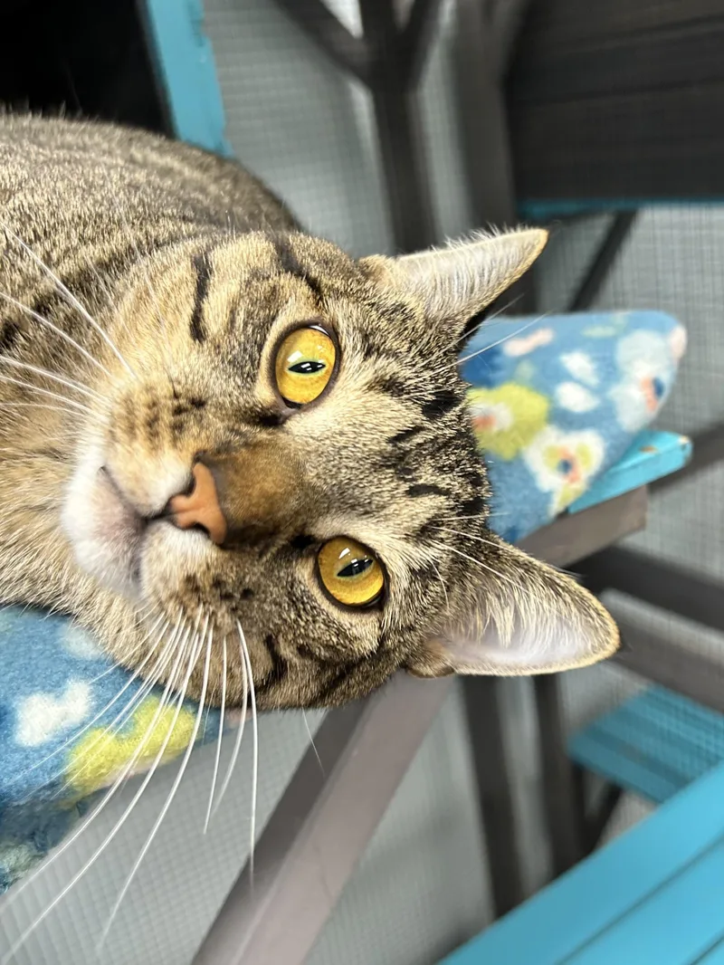 A young medium-sized male Tabby (Brown / Chocolate) Tabby cat named Engine CHOW HOUND for adoption in Grand Rapids, MI