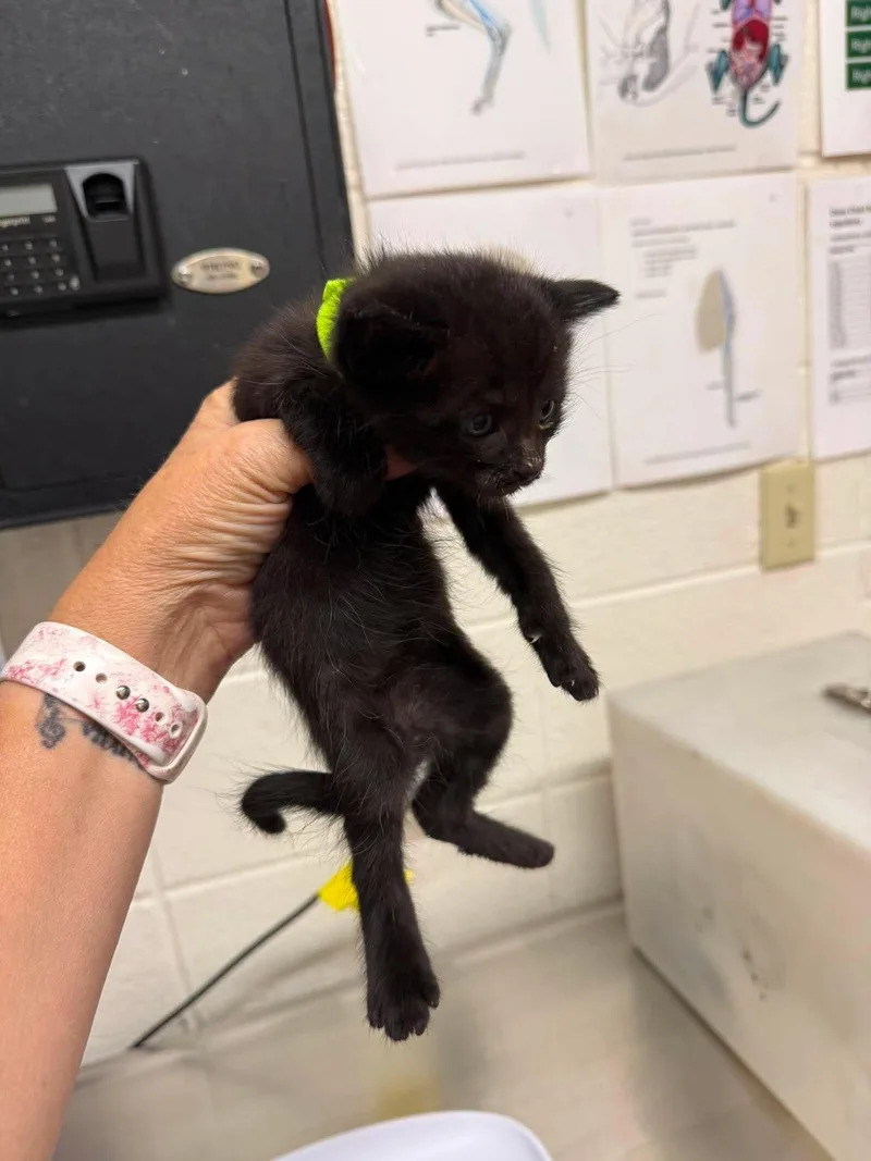 A baby medium-sized male Black Domestic Short Hair cat named Fruit Salad for adoption in Fruit Heights, UT