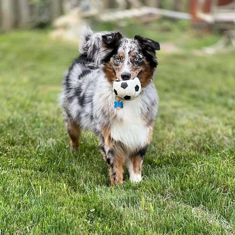 An adult medium-sized female Australian Shepherd dog named Ellie for adoption in Alexandria, VA