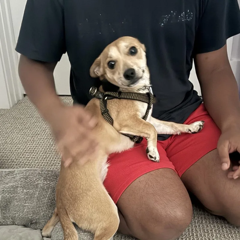 Alfonso thumbnail 6