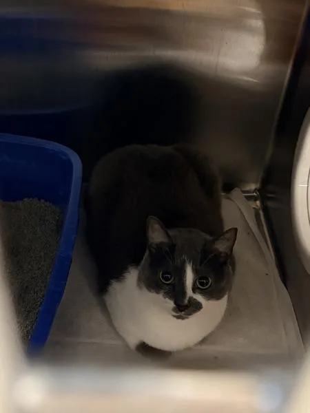 An adult large-sized male Domestic Short Hair cat named Jimmy for adoption in Millersville, MD