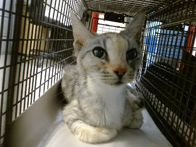 A senior small-sized female Domestic Short Hair cat named Lola for adoption in Miami, FL