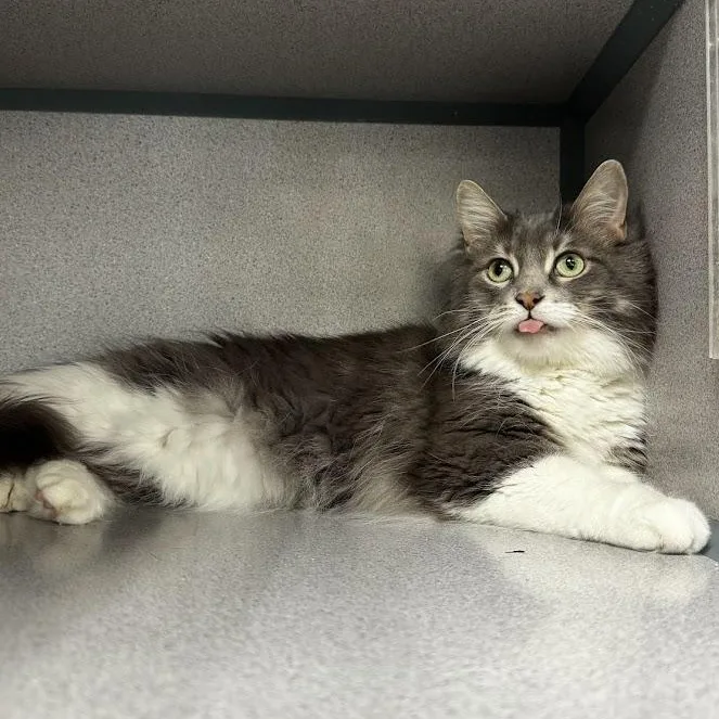 An adult medium-sized female Gray & White Domestic Medium Hair cat named Saphira for adoption in Waterloo, IA