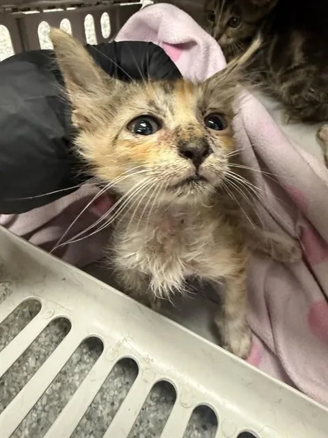 A baby small-sized female Domestic Short Hair cat named A for adoption in Pasadena, TX