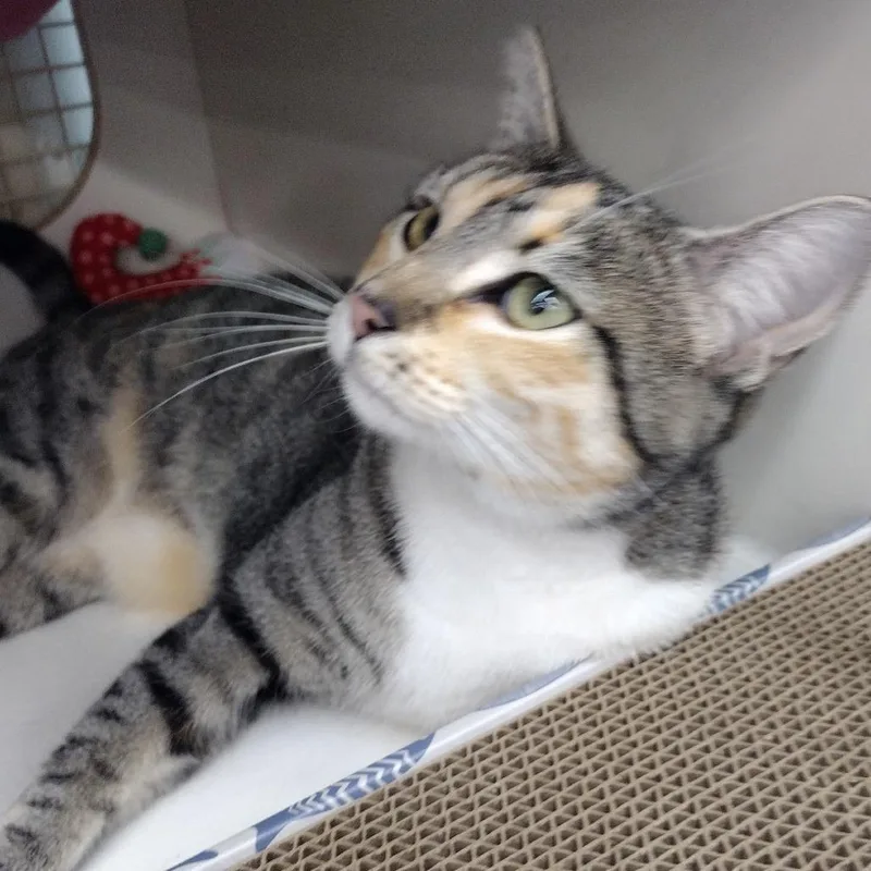 An adult small-sized female Torbie Domestic Short Hair cat named Willow for adoption in Meridian, ID