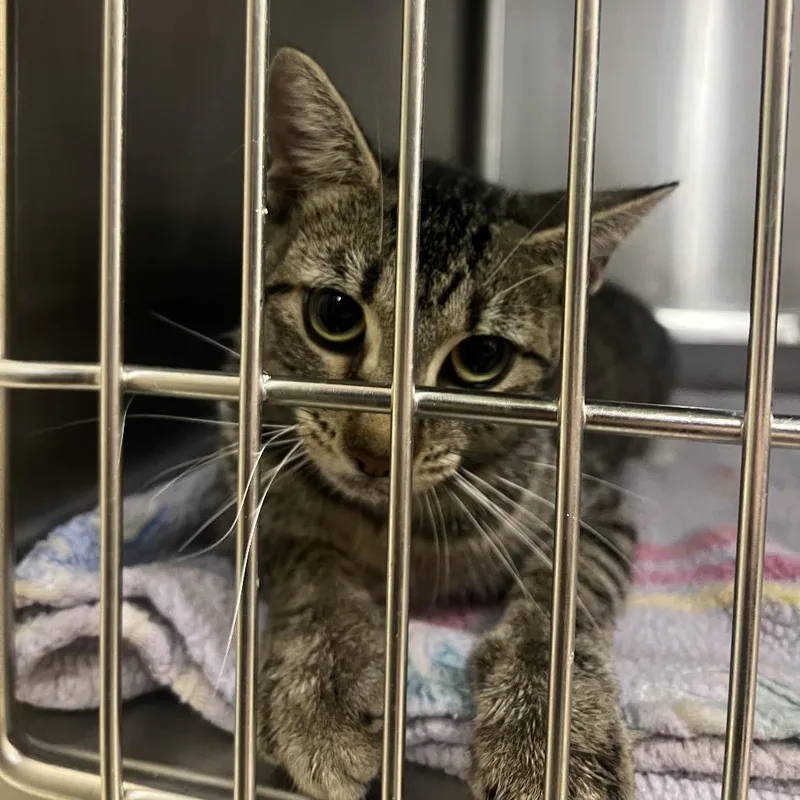 An adult medium-sized female Brown / Chocolate American Bobtail cat named Cornbread for adoption in Brownsboro, AL