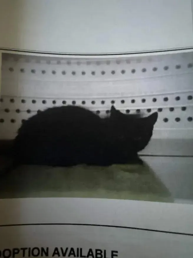 A baby small-sized female Black & White / Tuxedo Domestic Short Hair cat named Katrina for adoption in Grand Rapids, MI