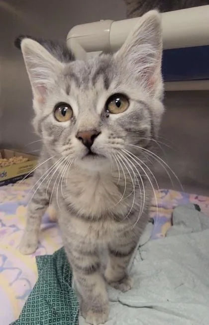A baby medium-sized female Domestic Short Hair cat named Dreamy for adoption in Elmira, NY
