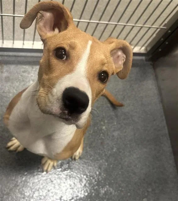 A young large-sized female Mixed Breed dog named Layca for adoption in Dallas, TX