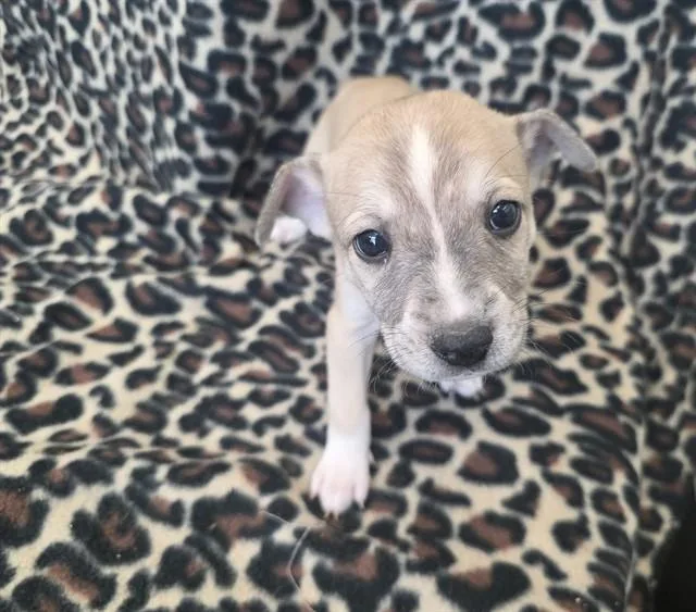 A baby small-sized female Pit Bull Terrier dog named Izzy for adoption in Lancaster, CA