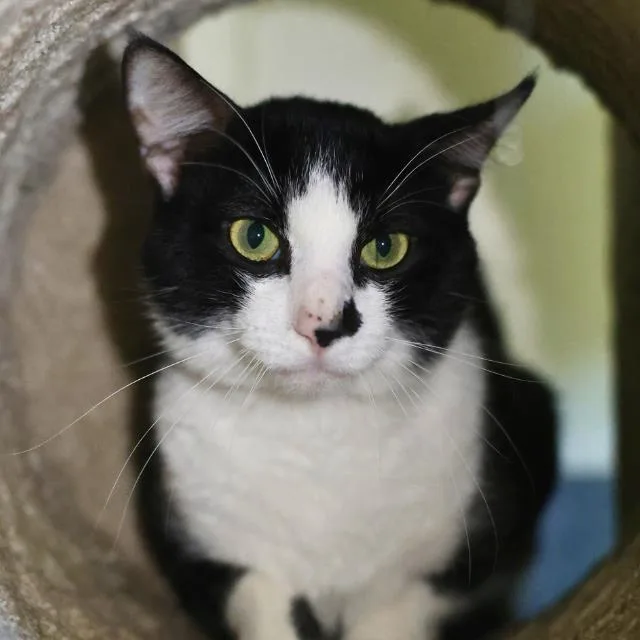 An adult medium-sized male Domestic Medium Hair cat named Jason for adoption in San Antonio, TX