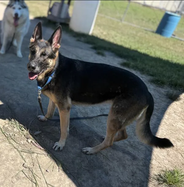 An adult large-sized female German Shepherd Dog dog named Sienna for adoption in Virginia Beach, VA