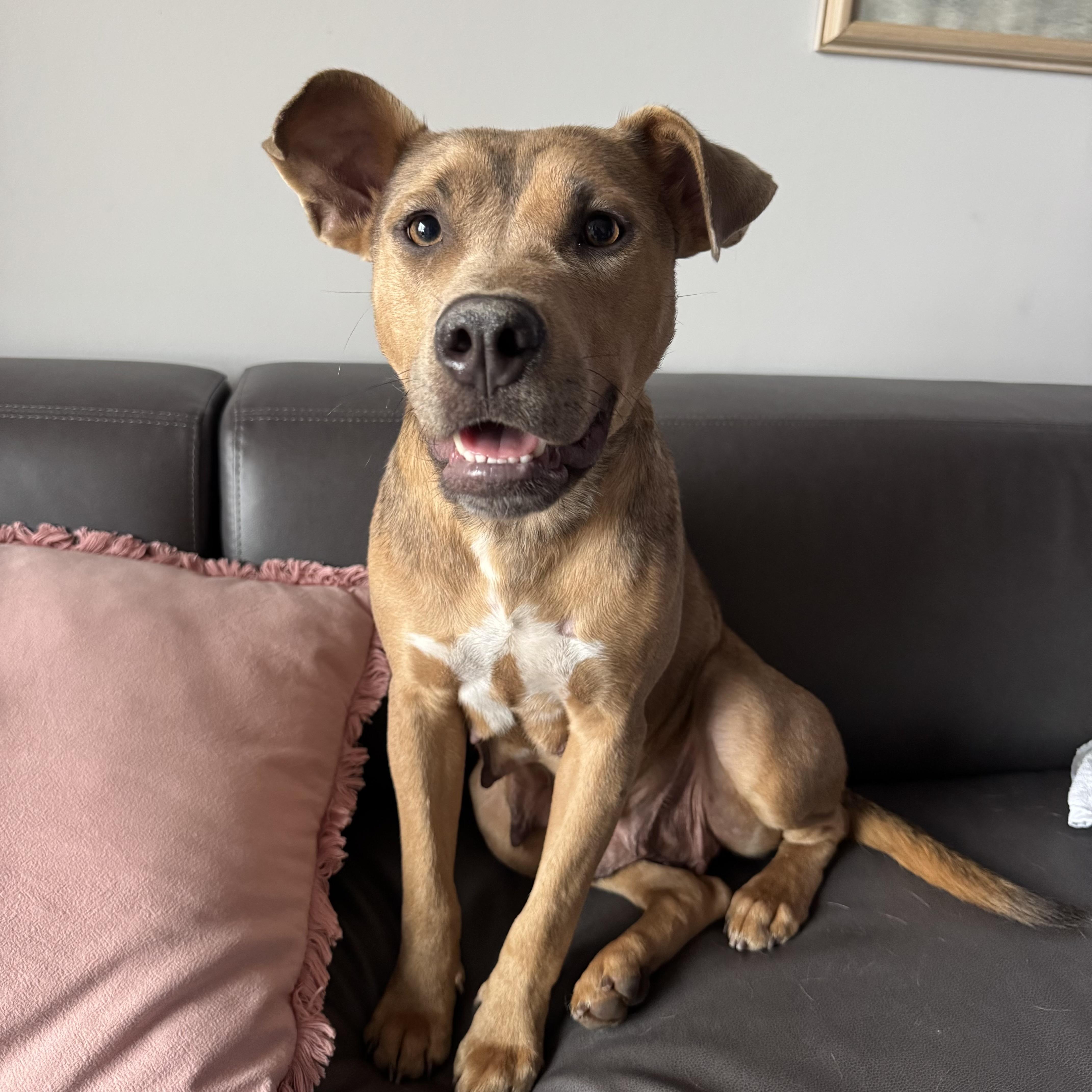 Strawberry thumbnail 2