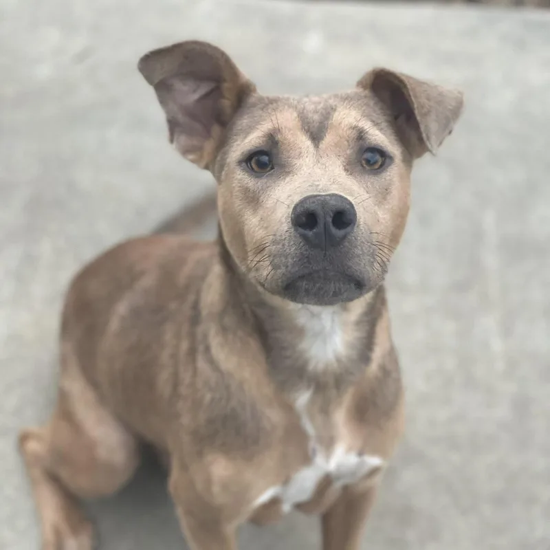 Strawberry thumbnail 5