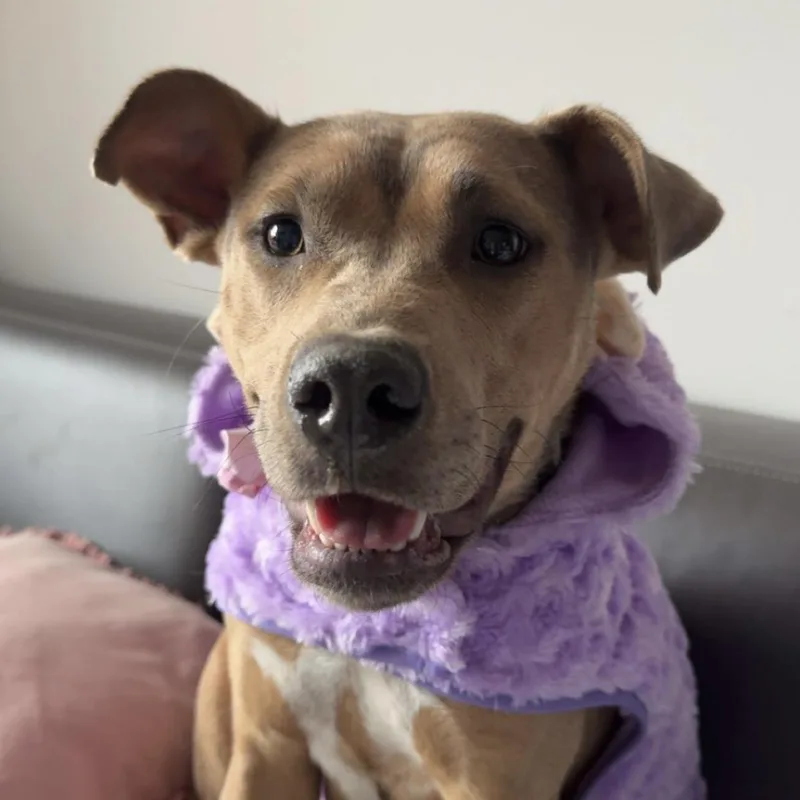 Strawberry thumbnail 6