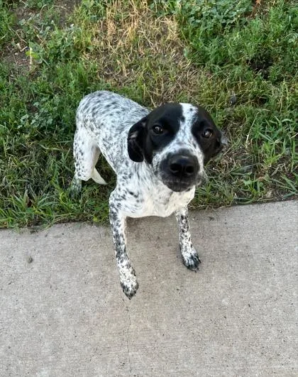 A young medium-sized female Black Border Collie dog named Selena for adoption in Rapid City, SD