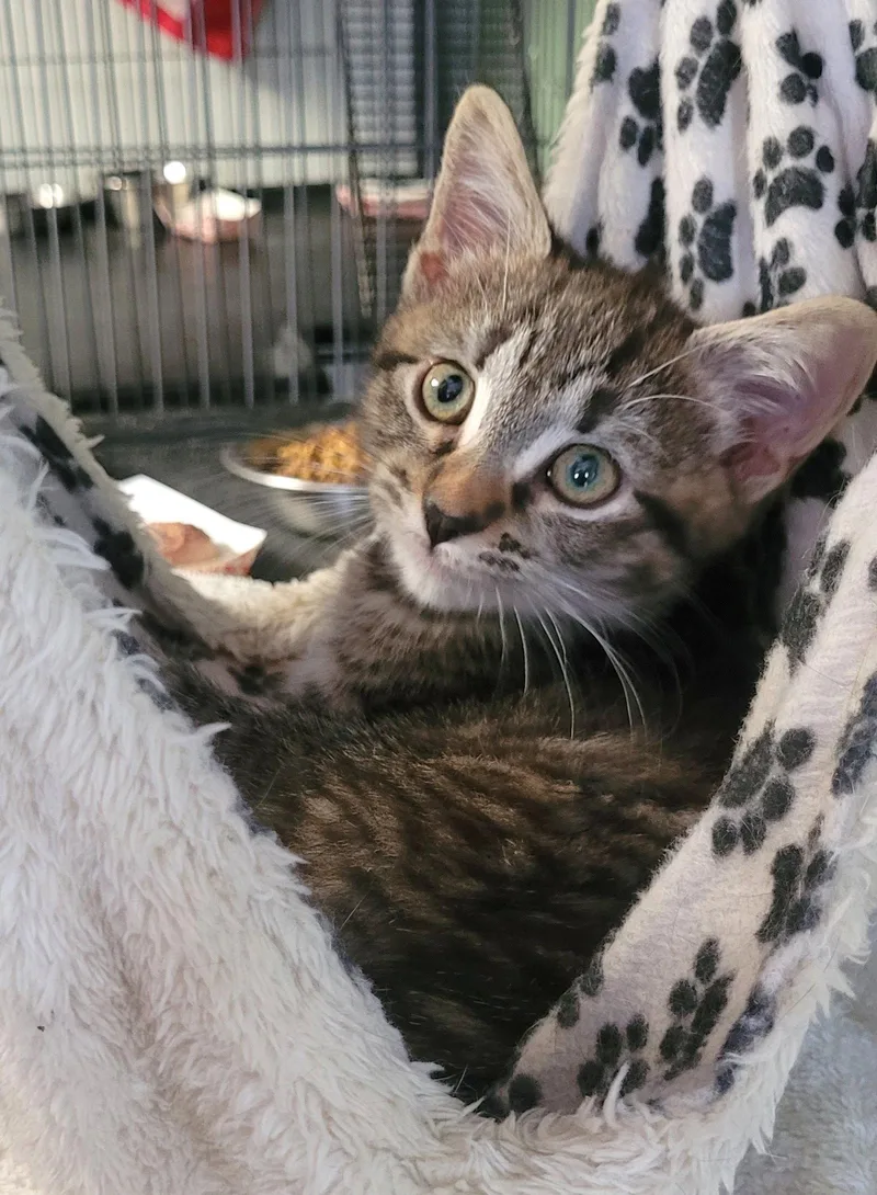 A baby medium-sized female Domestic Short Hair cat named Taffy for adoption in Broomall, PA