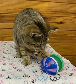 Mary Poppins  Will thumbnail 2