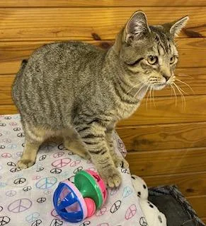 Mary Poppins  Will thumbnail 5