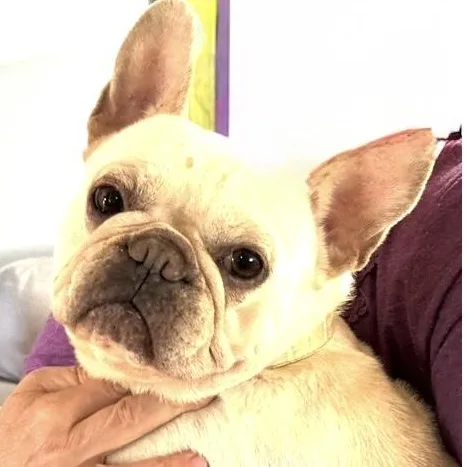An adult medium-sized female Yellow / Tan / Blond / Fawn French Bulldog dog named Mia Hamm for adoption in Santa Rosa, CA