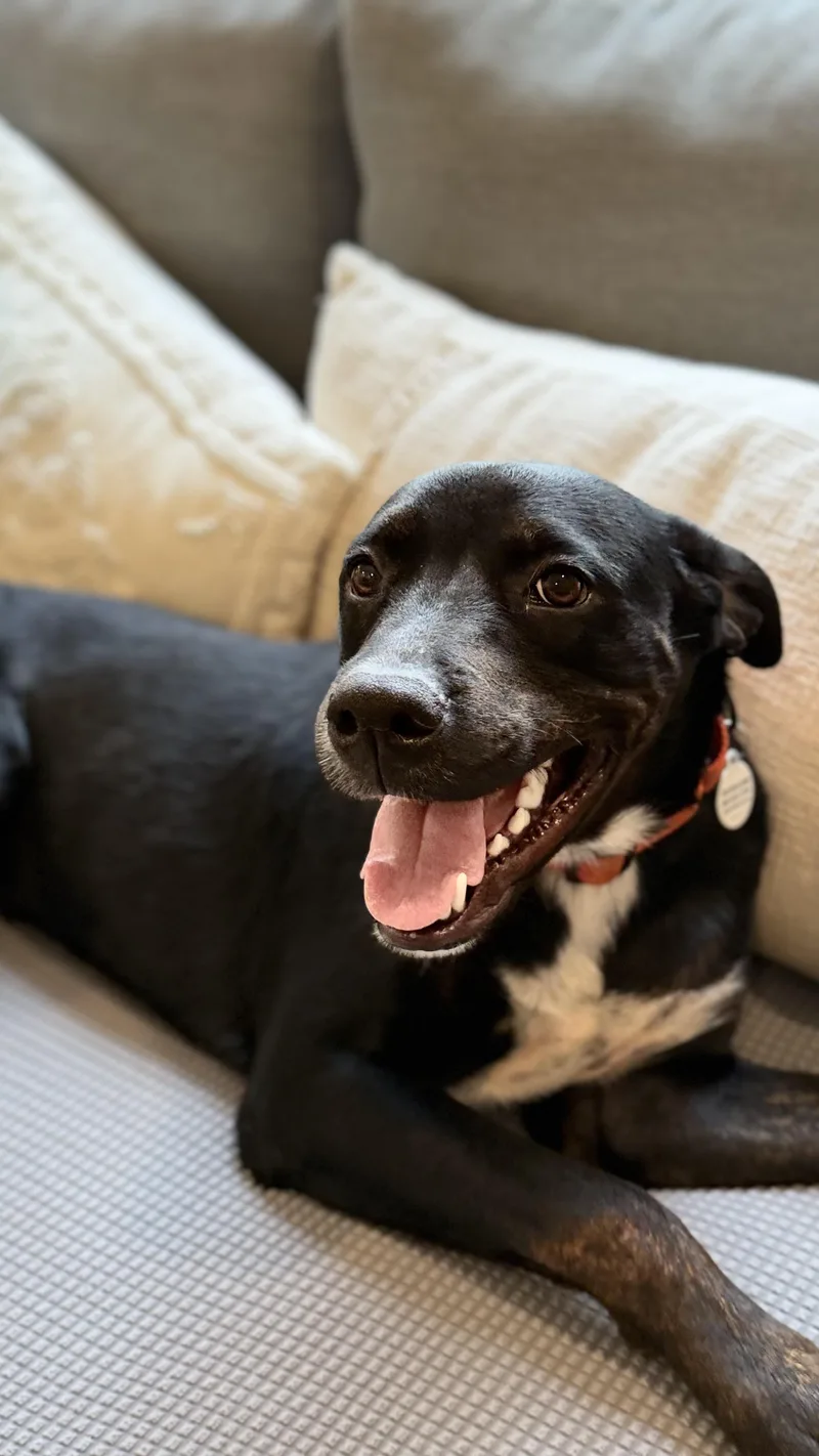 A young medium-sized male Rottweiler dog named Docile Desi for adoption in Lake Forest, IL
