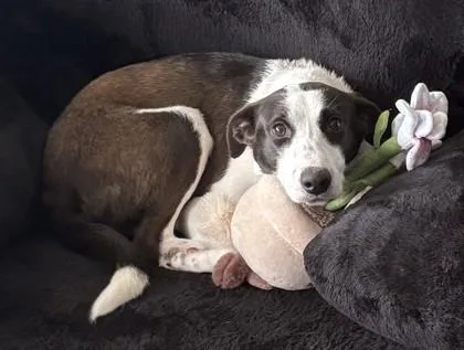 An adult medium-sized female Terrier dog named Alissa for adoption in Madison, NJ