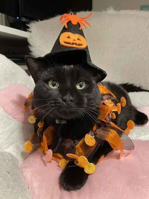 Meow Meow thumbnail 4