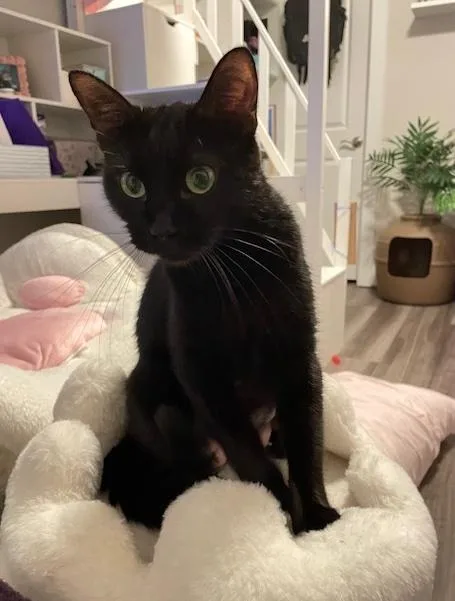 Meow Meow thumbnail 5