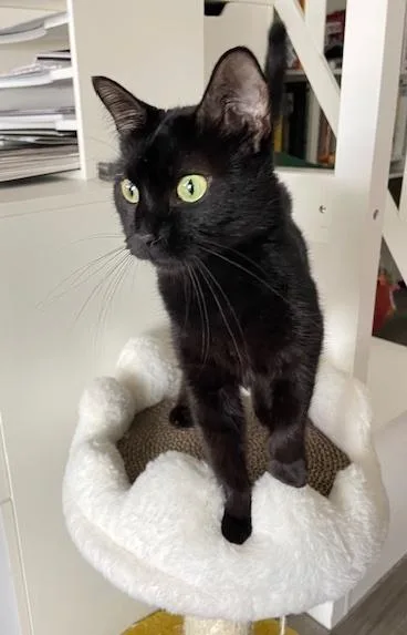 Meow Meow thumbnail 6