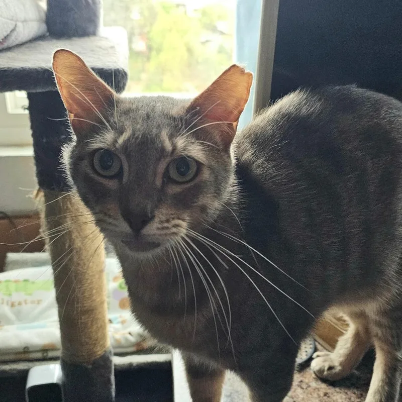 An adult small-sized male Orange / Red Domestic Short Hair cat named Grayson for adoption in San Diego, CA