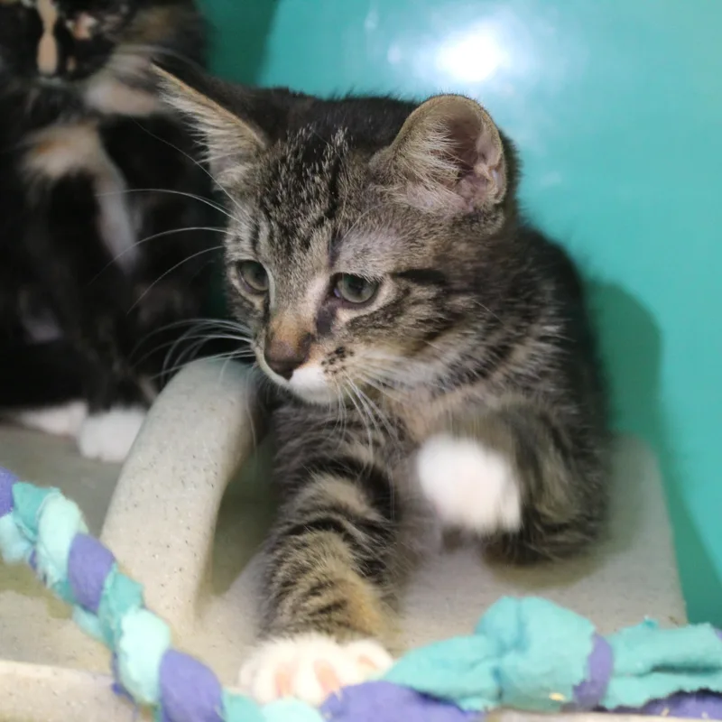 A baby large-sized male Tabby (Brown / Chocolate) Domestic Short Hair cat named Chipotle for adoption in Yucca Valley, CA
