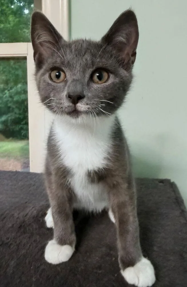 A baby small-sized male Gray & White Domestic Short Hair cat named Radley for adoption in Greensboro, NC