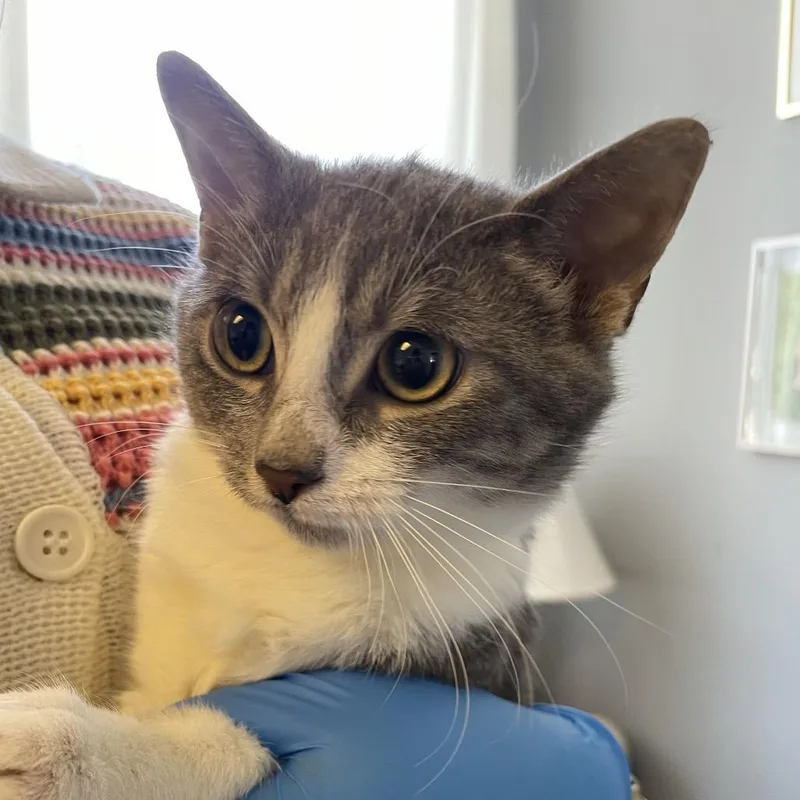 A young small-sized female Gray / Blue / Silver Domestic Short Hair cat named Pipsqueak for adoption in Allentown, PA