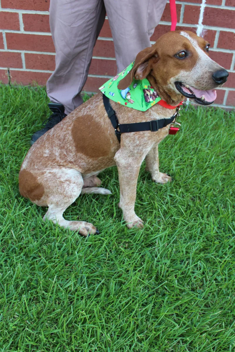 An adult large-sized male Red / Chestnut / Orange English Coonhound dog named Smores for adoption in Burgaw, NC