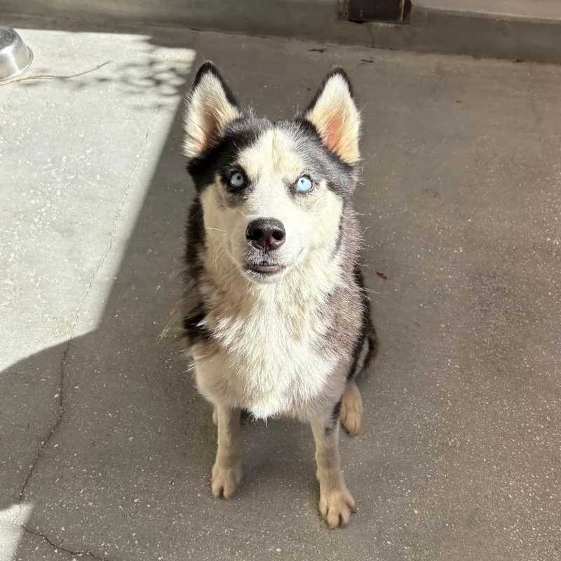 An adult large-sized female White / Cream Husky dog named Azur for adoption in LOXAHATCHEE, FL