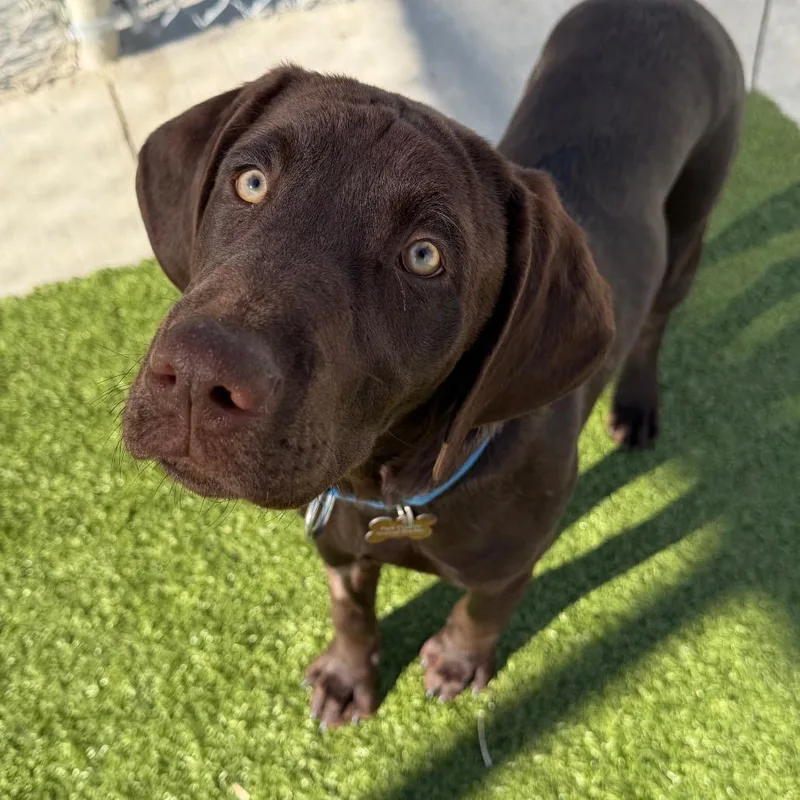 A young large-sized male Chocolate Labrador Retriever dog named Jimmy for adoption in Cody, WY