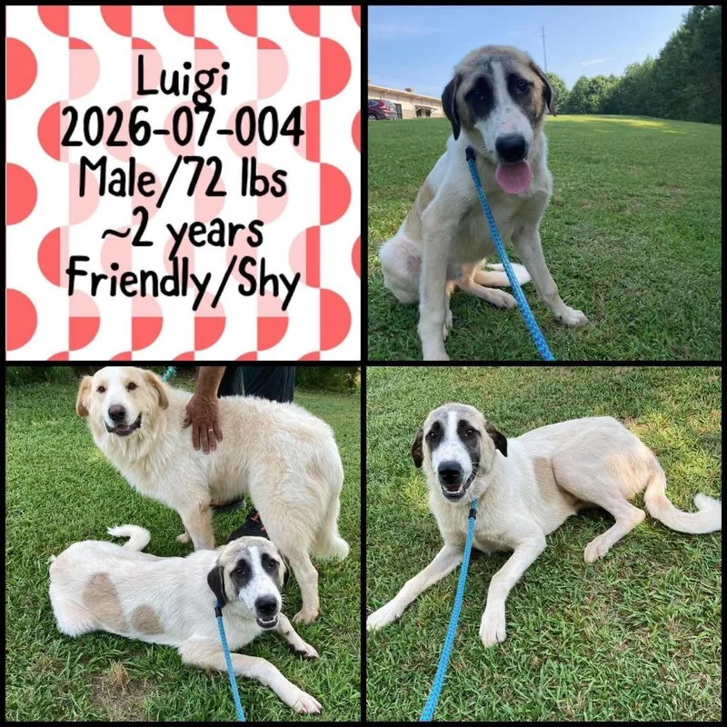 A young large-sized male Great Pyrenees dog named Luigi for adoption in Winder, GA
