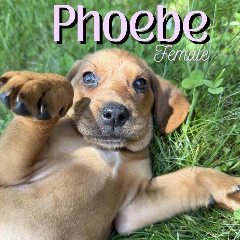 Phoebe