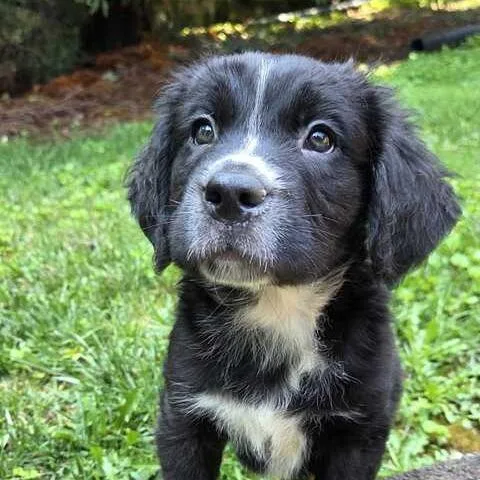 A baby large-sized female White / Cream Bernese Mountain Dog dog named Truffles for adoption in Johnson City, TN