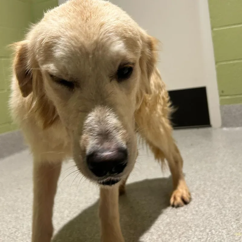 A young medium-sized male White / Cream Golden Retriever dog named Sanji for adoption in Englewood, FL