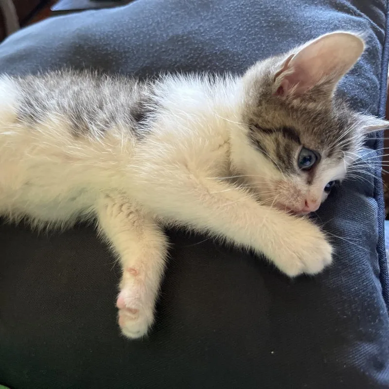 A baby small-sized female Brown / Chocolate Domestic Short Hair cat named Alice for adoption in Perkiomenville, PA