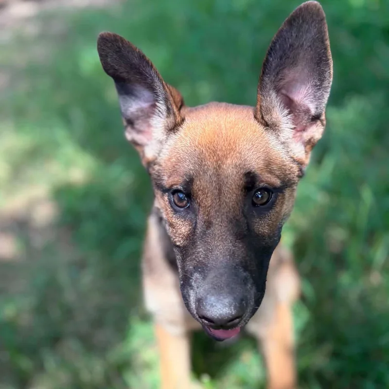A baby medium-sized female German Shepherd Dog dog named Bella Gs for adoption in Allen, TX