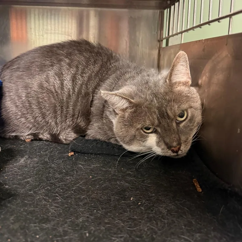 An adult small-sized male Gray / Blue / Silver Domestic Short Hair cat named Castaway for adoption in Richmond, IN