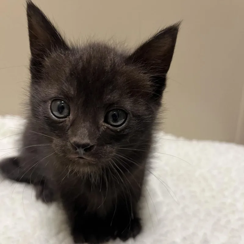 A baby small-sized male Black Domestic Medium Hair cat named Nico for adoption in Sonoma, CA