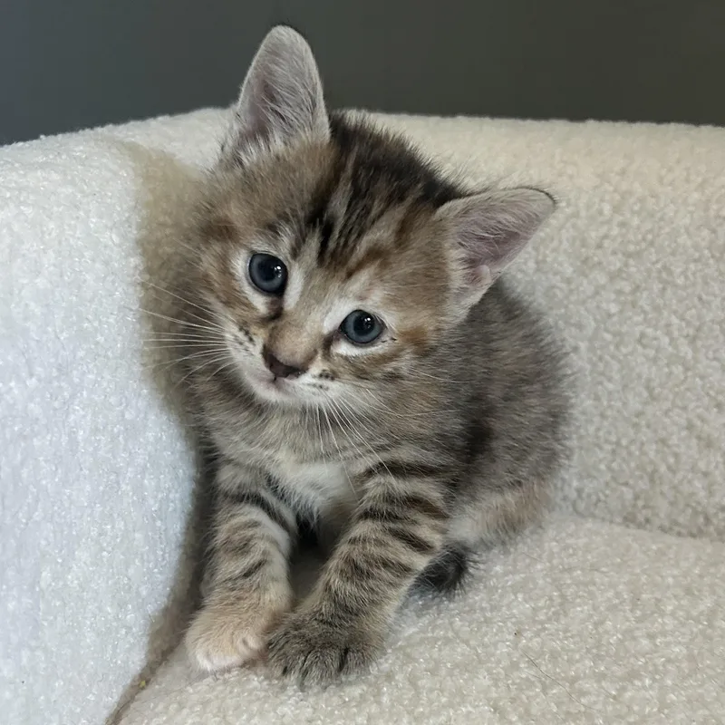 A baby small-sized female American Shorthair cat named Edith for adoption in Lilburn, GA