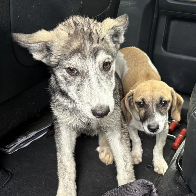 A baby medium-sized female Gray / Blue / Silver Shepherd dog named Sierra for adoption in San Antonio, TX