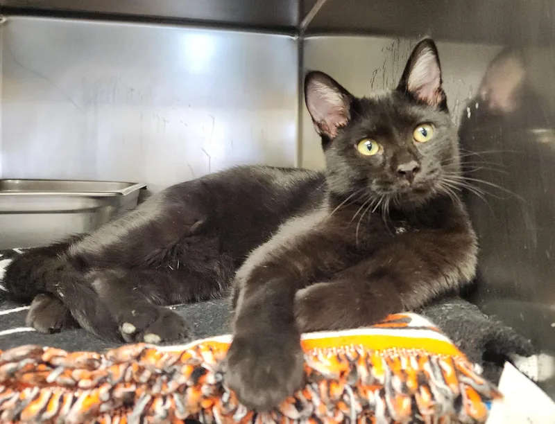 A baby medium-sized male Black Domestic Short Hair cat named Arlo for adoption in Clayton, NJ