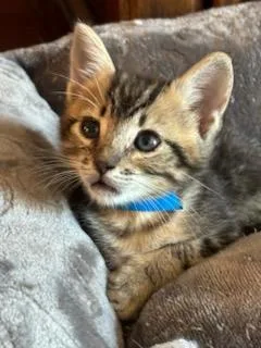 A baby small-sized male Domestic Short Hair cat named Darth Vader for adoption in Camarillo, CA