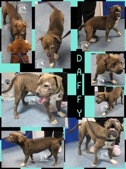 An adult small-sized female Fox Terrier dog named Daffy for adoption in Kenansville, NC
